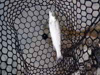 秩父フライフィールド 釣果