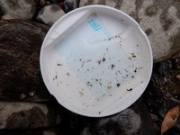 秩父フライフィールド 釣果