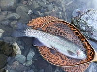 秩父フライフィールド 釣果