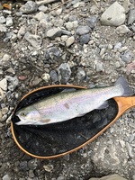 秩父フライフィールド 釣果