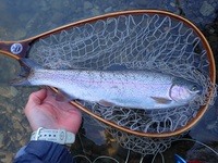 秩父フライフィールド 釣果