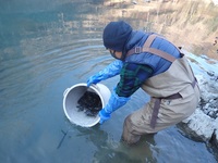 秩父フライフィールド 釣果