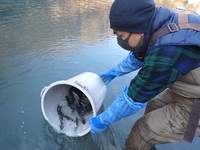 秩父フライフィールド 釣果