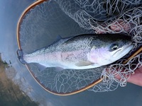 秩父フライフィールド 釣果