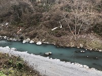 秩父フライフィールド 釣果