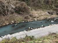 秩父フライフィールド 釣果