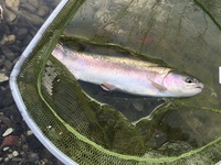 秩父フライフィールド 釣果