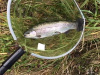 秩父フライフィールド 釣果