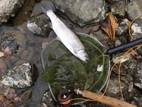 秩父フライフィールド 釣果