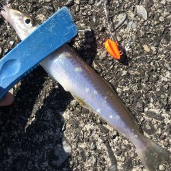 ターゲットは多魚種【がまかつちょい投げ　インプレッション】