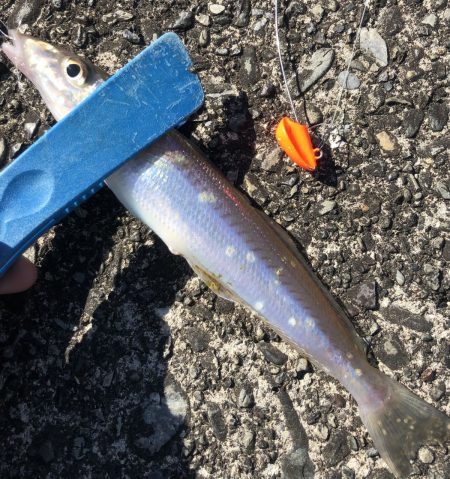 ターゲットは多魚種【がまかつちょい投げ　インプレッション】