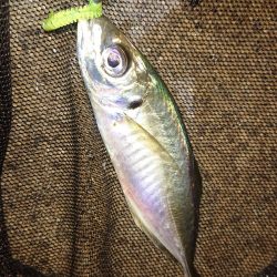 宵姫シリーズはレギュラーアイテムに決定！！【がまかつ LUXXE宵姫　インプレッション】