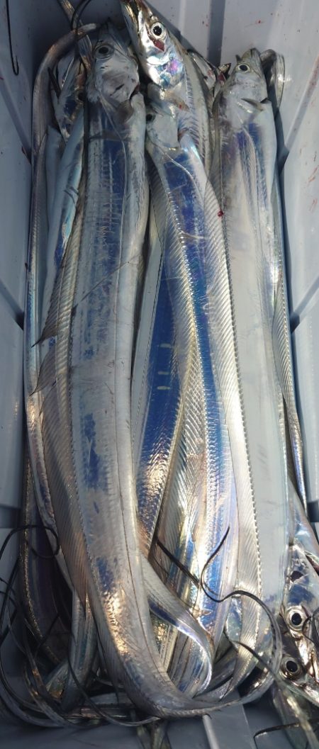 シースナイパー海龍 釣果