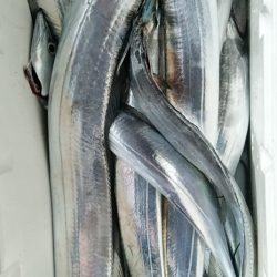 小島丸 釣果