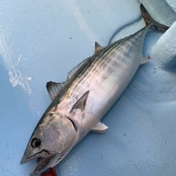 海晴丸 釣果