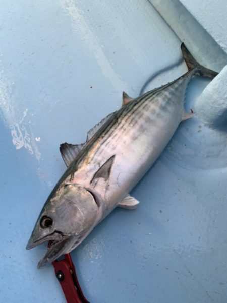 海晴丸 釣果
