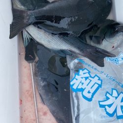 千津丸 釣果