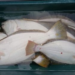 小樽港遊漁船SHAKE 釣果