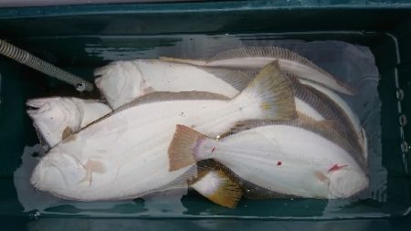 小樽港遊漁船SHAKE 釣果