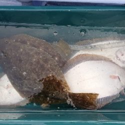 小樽港遊漁船SHAKE 釣果