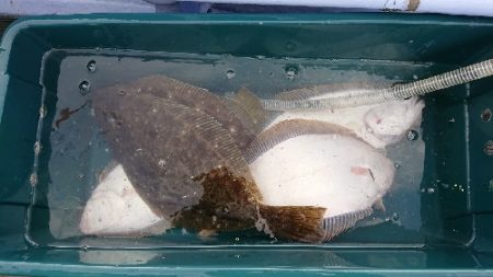 小樽港遊漁船SHAKE 釣果