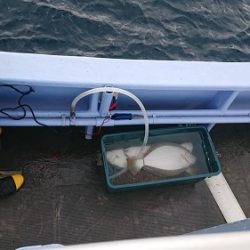 小樽港遊漁船SHAKE 釣果