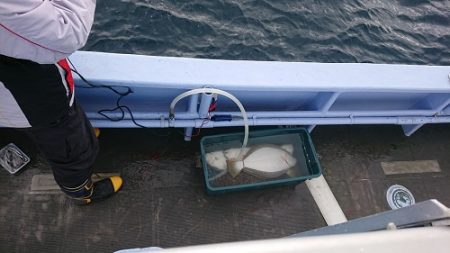 小樽港遊漁船SHAKE 釣果