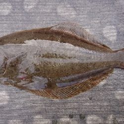 小樽港遊漁船SHAKE 釣果