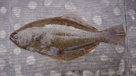 小樽港遊漁船SHAKE 釣果