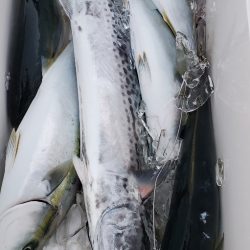 LUSTER『ラスター』 釣果