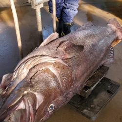 LUSTER『ラスター』 釣果