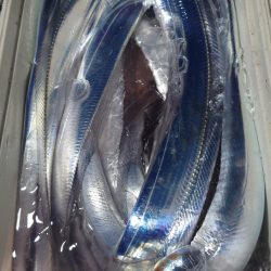 シースナイパー海龍 釣果