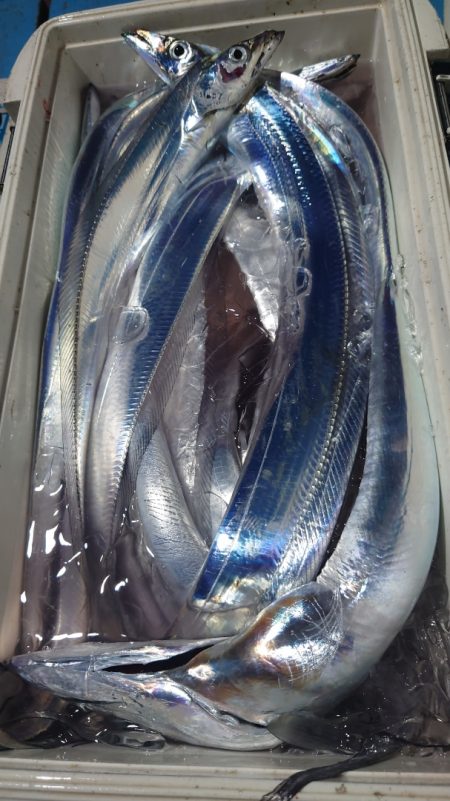 シースナイパー海龍 釣果