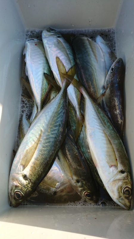 金沢八景鴨下丸 釣果