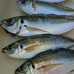 金沢八景鴨下丸 釣果