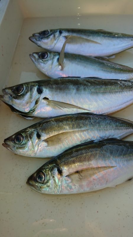 金沢八景鴨下丸 釣果