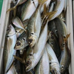 金沢八景鴨下丸 釣果