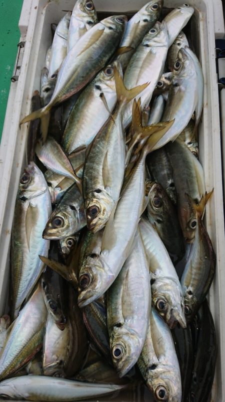 金沢八景鴨下丸 釣果