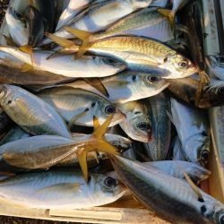 金沢八景鴨下丸 釣果