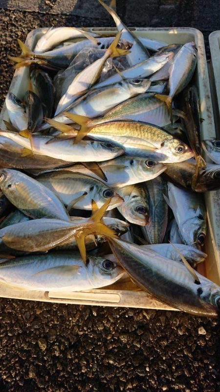 金沢八景鴨下丸 釣果