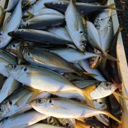 金沢八景鴨下丸 釣果