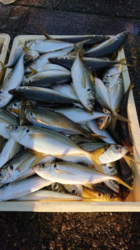 金沢八景鴨下丸 釣果