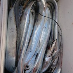 シースナイパー海龍 釣果