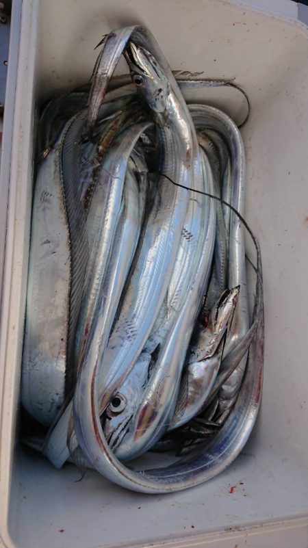 シースナイパー海龍 釣果