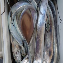 シースナイパー海龍 釣果