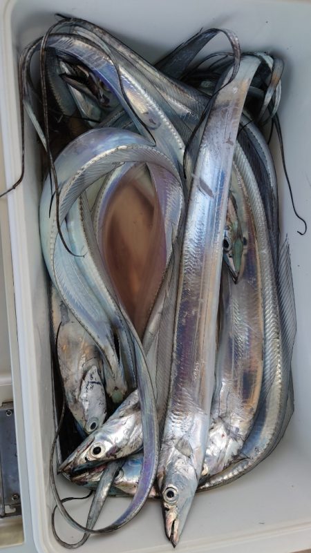 シースナイパー海龍 釣果