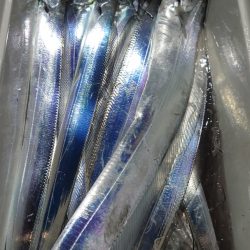 シースナイパー海龍 釣果