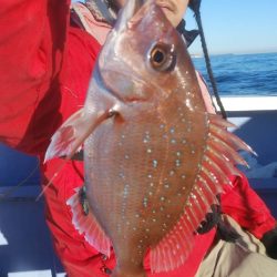 新幸丸 釣果