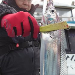 シースナイパー海龍 釣果