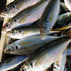 金沢八景鴨下丸 釣果